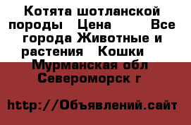Котята шотланской породы › Цена ­ 40 - Все города Животные и растения » Кошки   . Мурманская обл.,Североморск г.